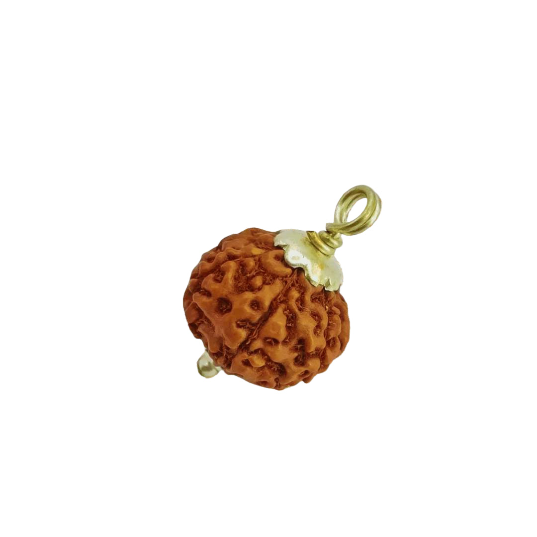 Shop India's 7 Mukhi Rudraksha